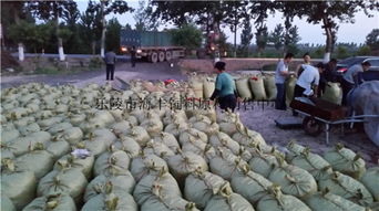 200噸飼料棗、爛棗、棗皮批發(fā) 樂陵市海豐飼料原料銷售中心價格優(yōu)勢與產(chǎn)品實拍